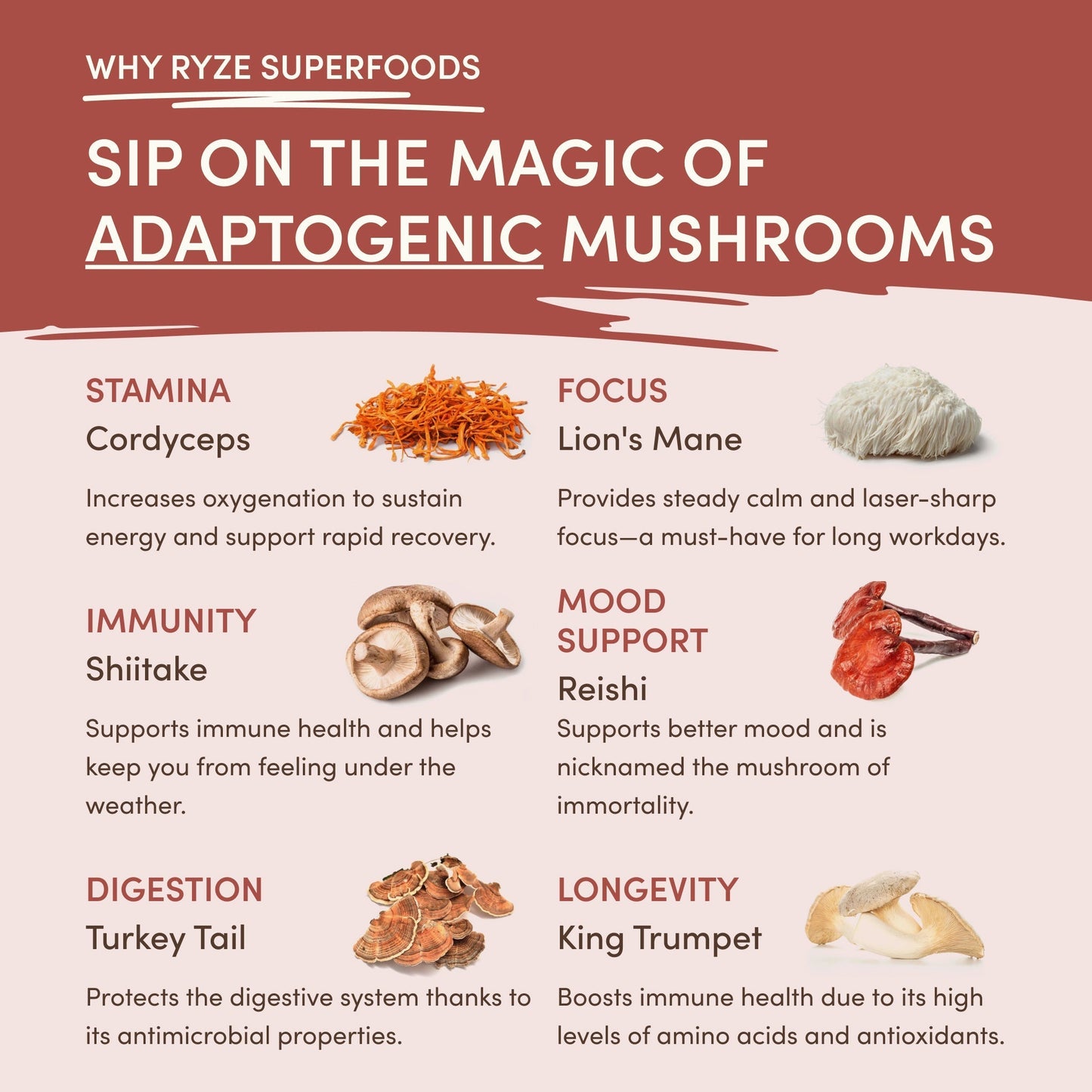 Mushroom Chicory Daily M6A14