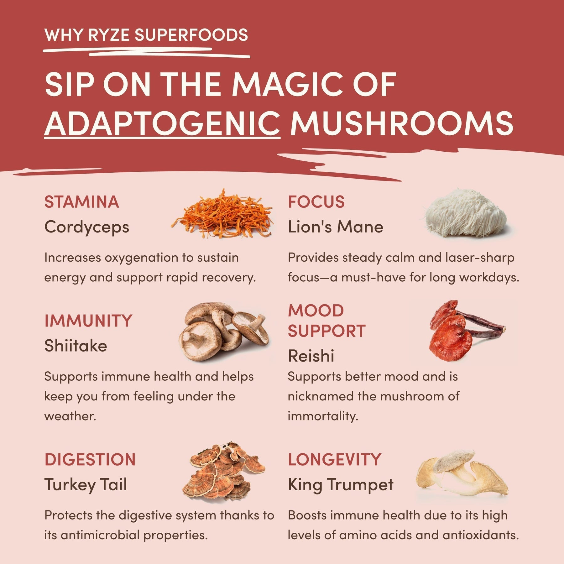Mushroom Chai Select M6A88